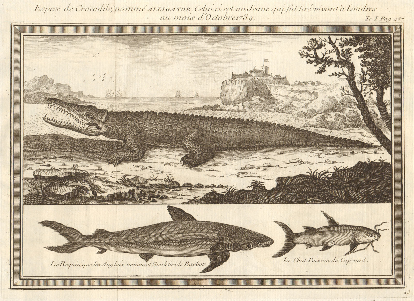 Young Alligator, drawn in London October 1739. Shark. Catfish 1746 old print